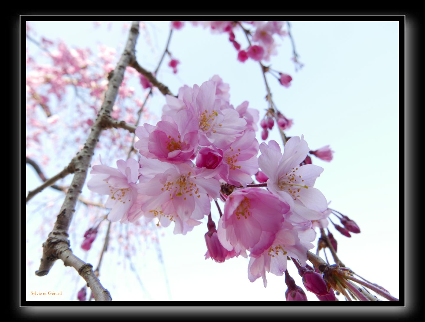 186 Okayama jardin Koraku-en 