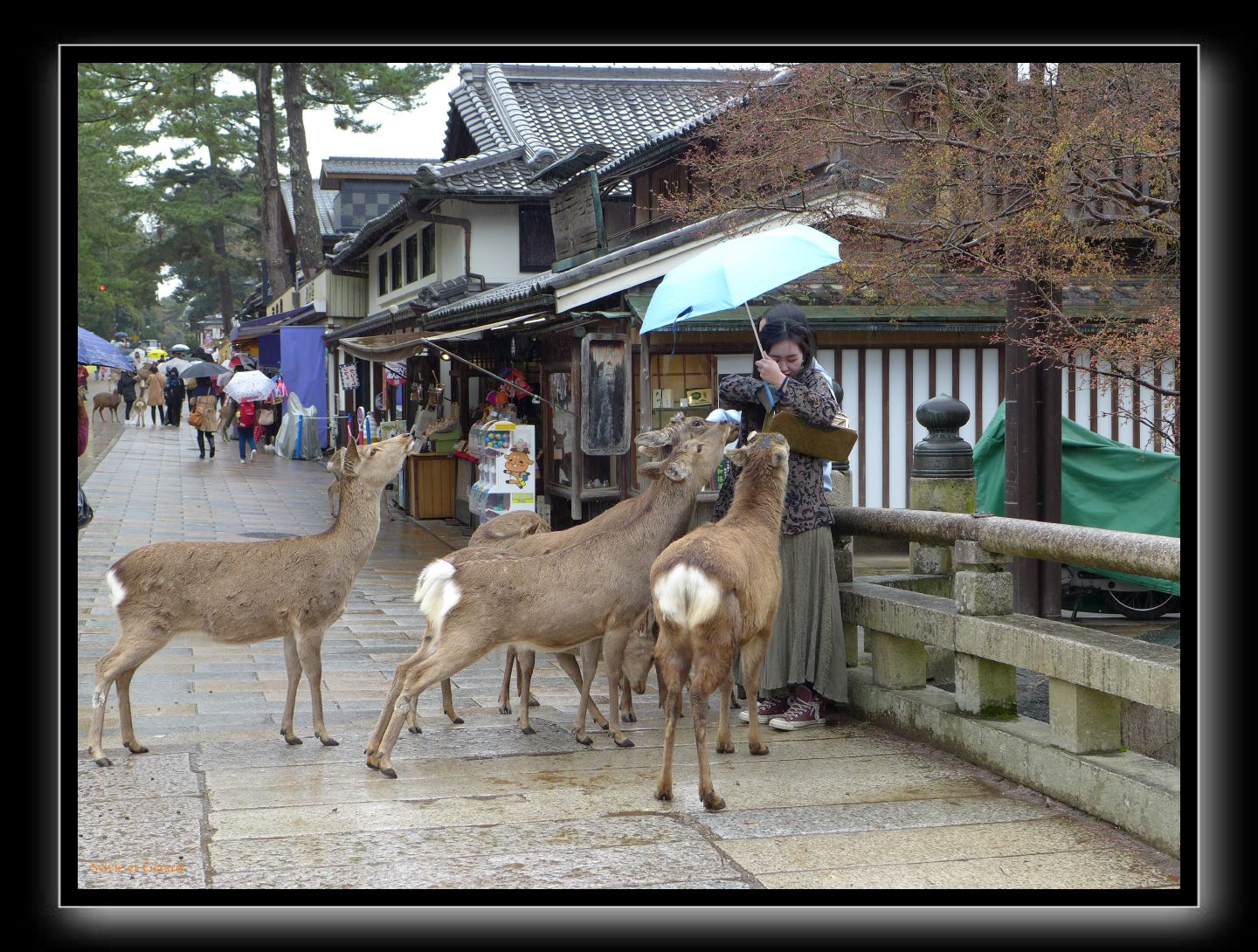 187 Nara dans le parc