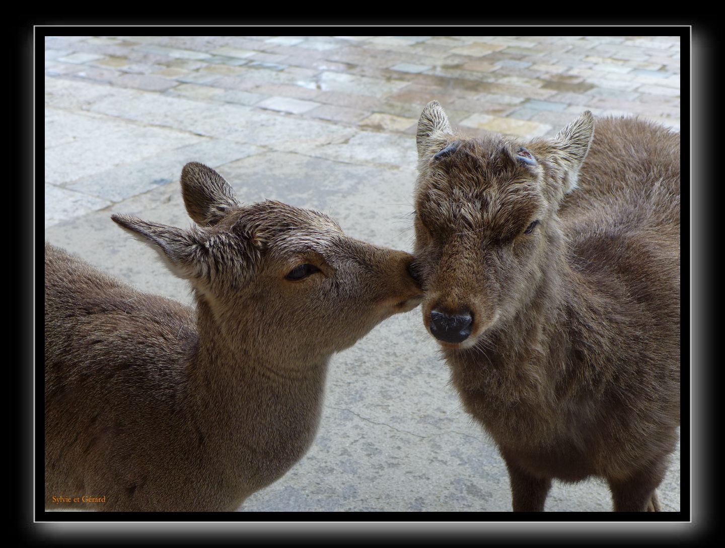 188 Nara dans le parc  je t'aime bien!