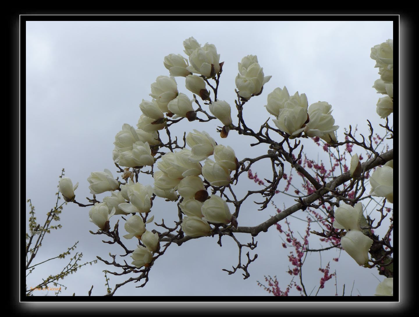 189 Nara dans le parc  magnolias