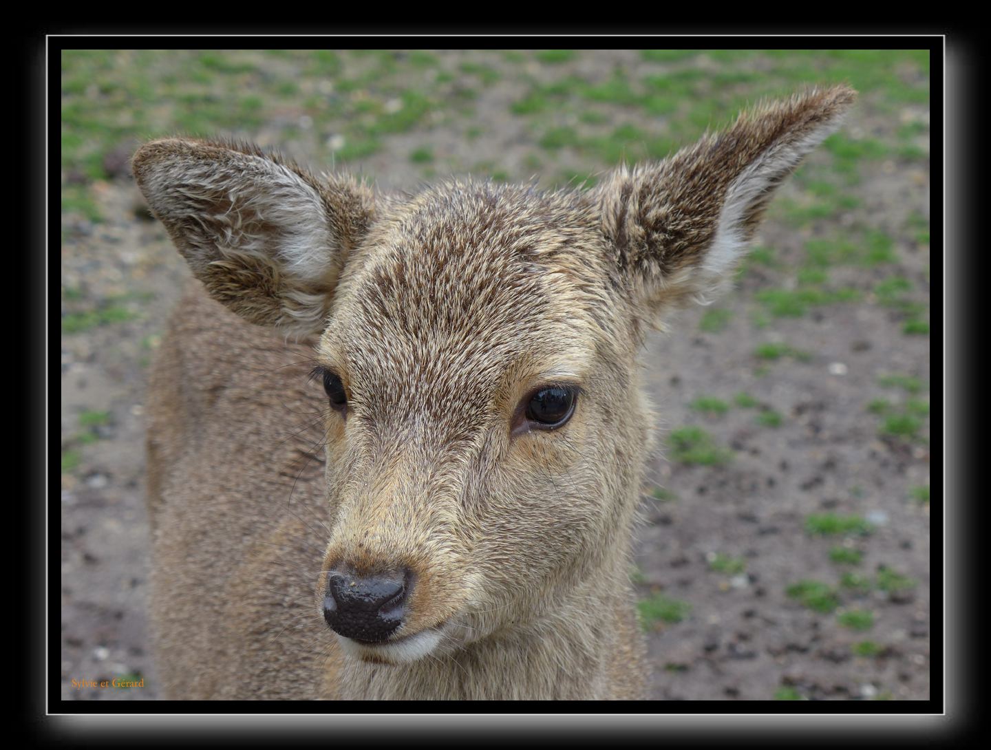 191 Nara dans le parc 