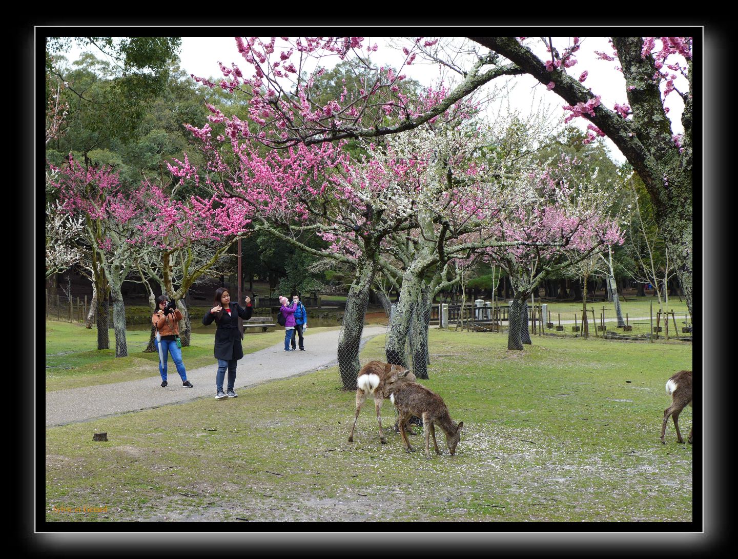 192 Nara dans le parc  les cerisiers commencent à fleurir