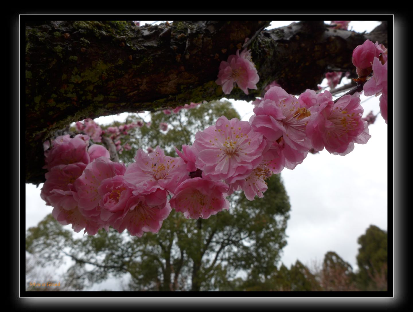 193 Nara dans le parc  les cerisiers