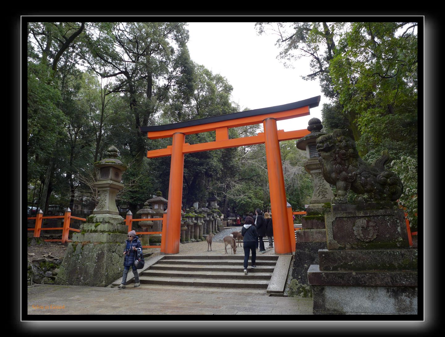 202 Nara Kasaga Taishe 