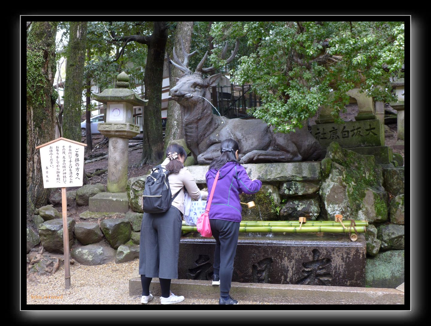 203 Nara Kasaga Taishe 