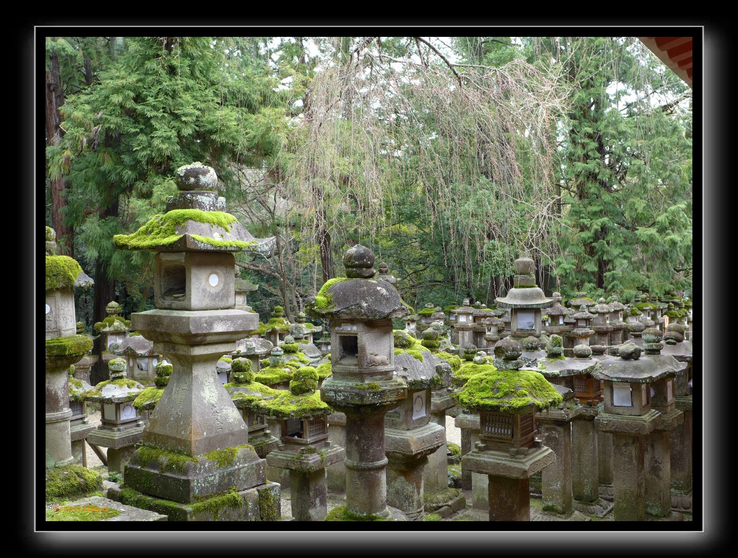 204 Nara Kasaga Taishe 