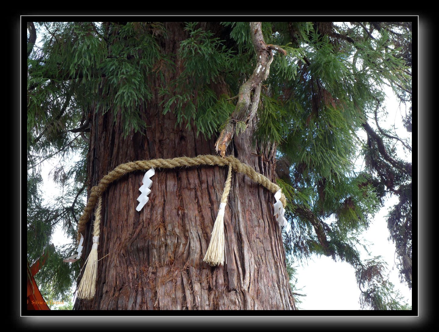 205 Nara Kasaga Taishe 