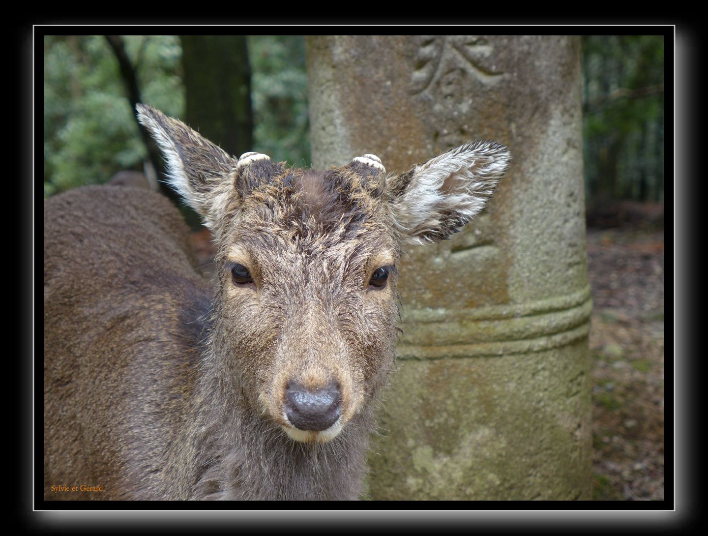 207 Nara Kasaga Taishe 