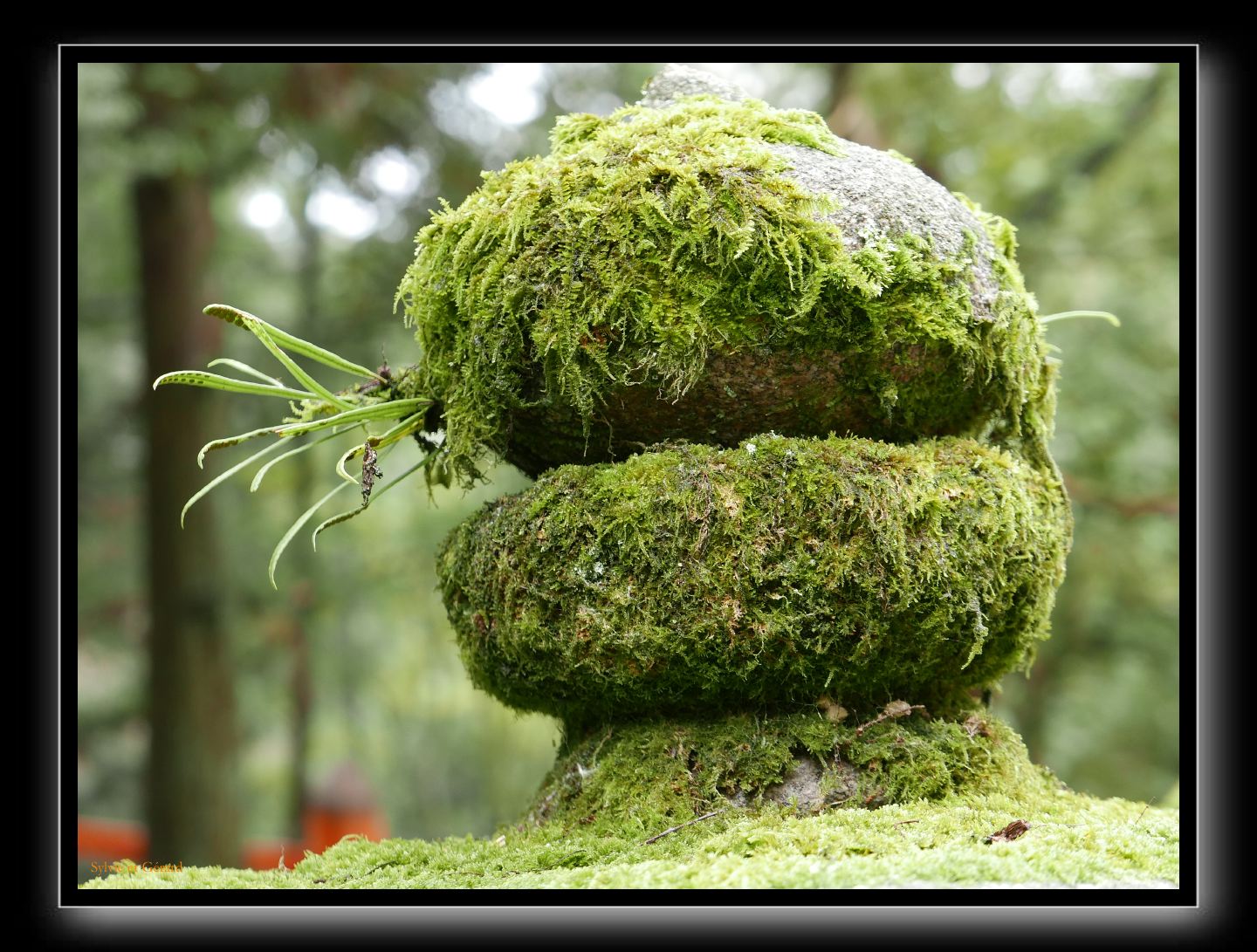 208 Nara Kasaga Taishe 