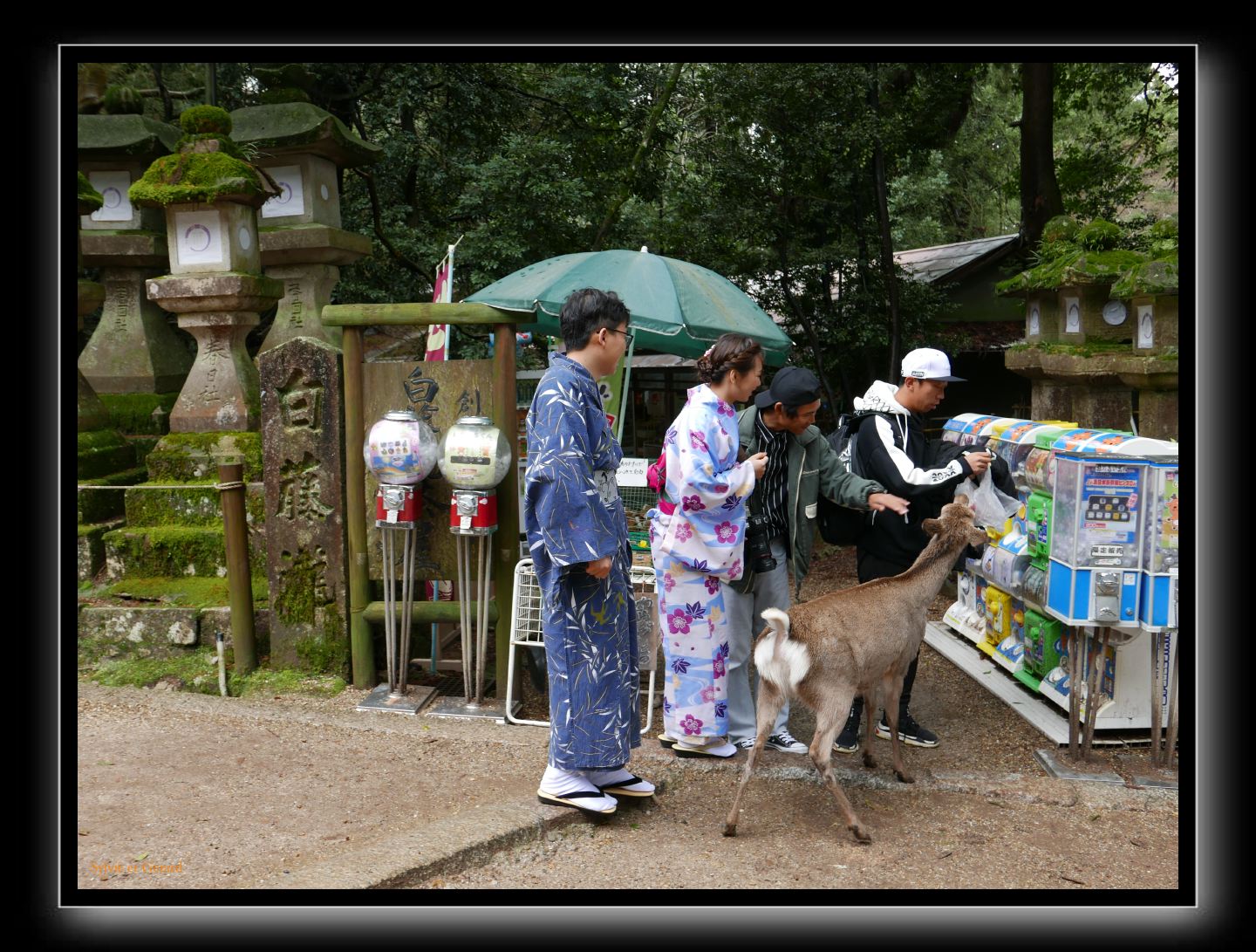 209 Nara Kasaga Taishe 