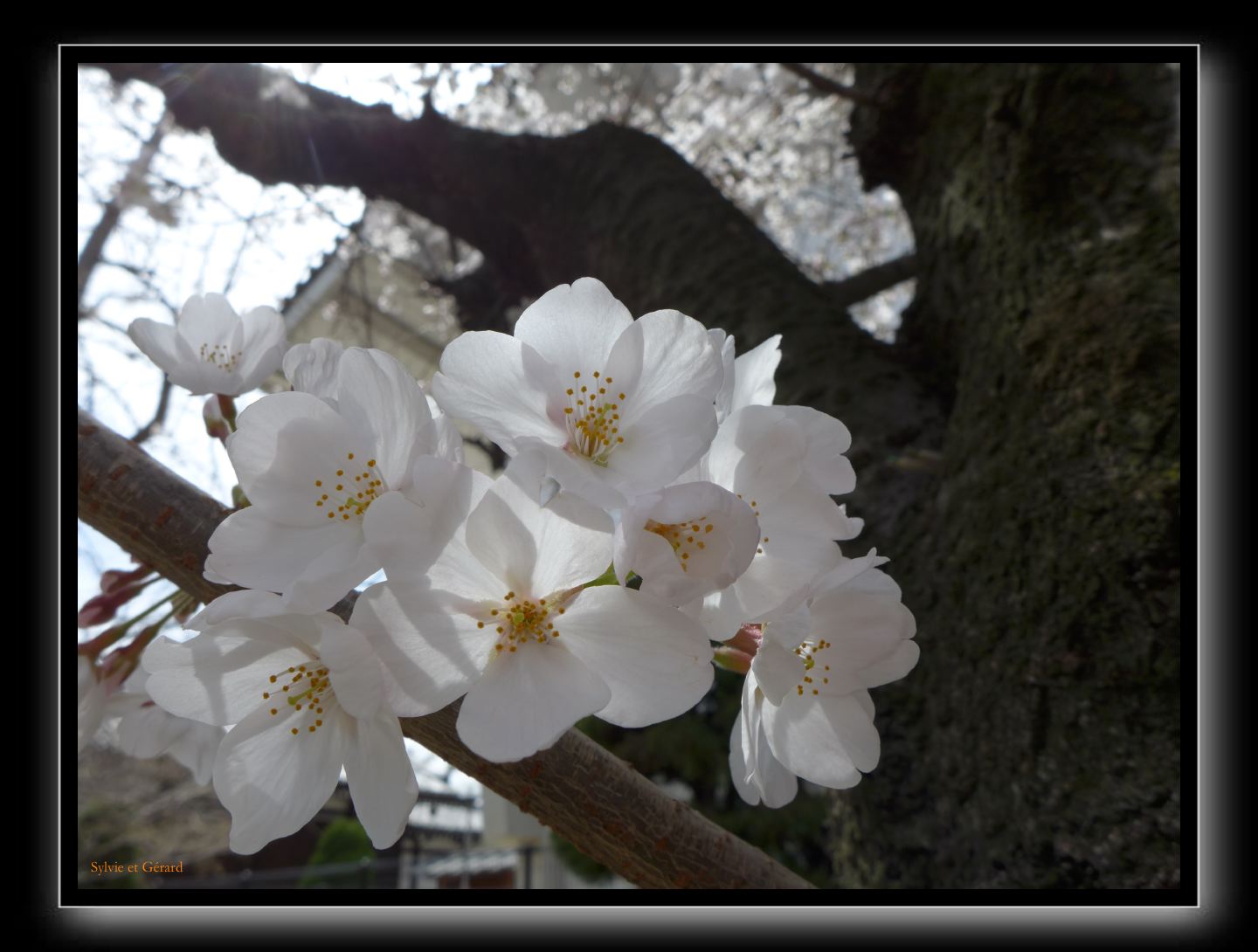 070 Osaka Shitenno-ji 
