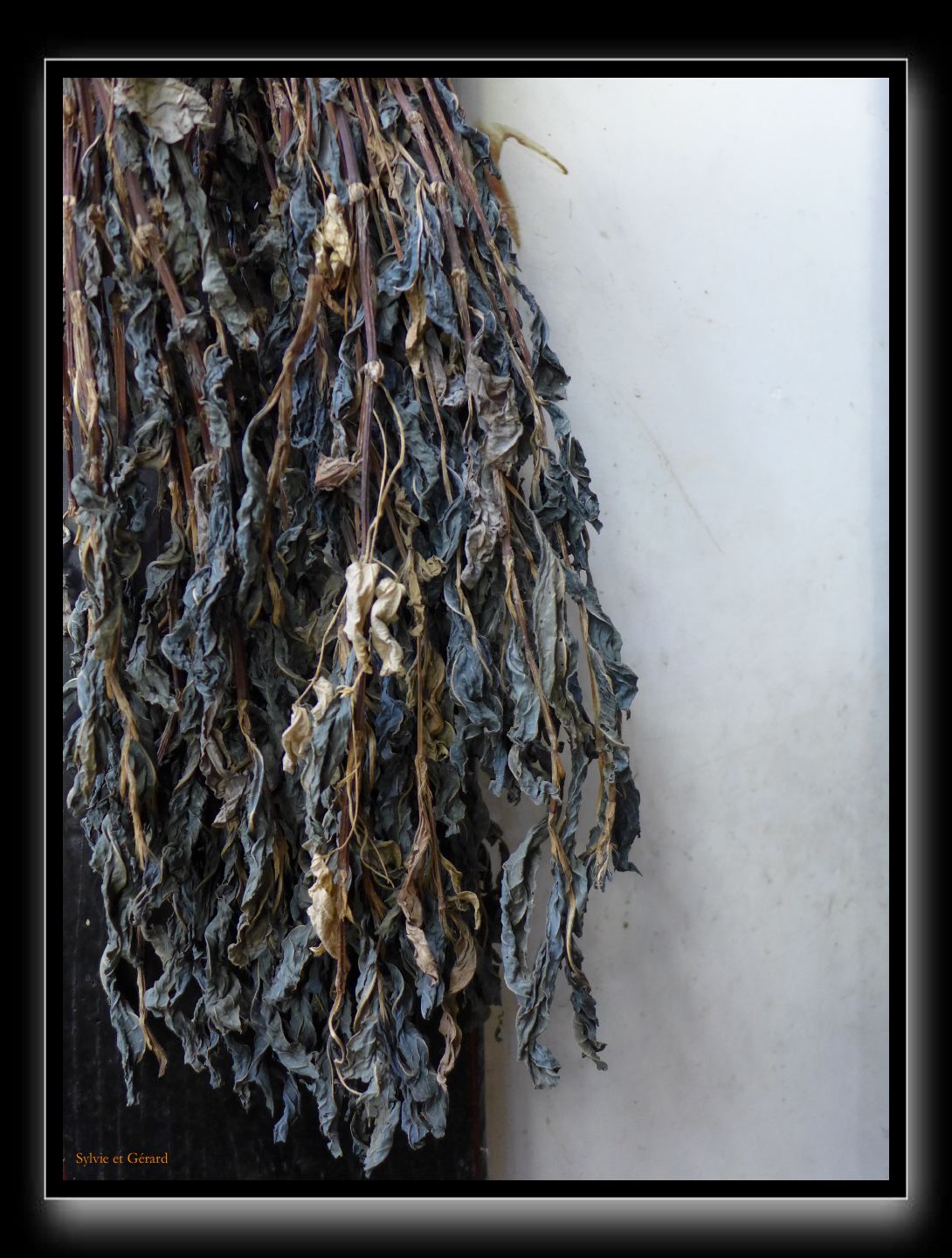 084 Miyama  boutique fabrique d'indigo feuilles d'isatis tinctorias 