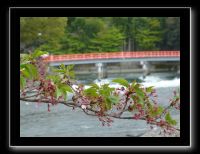 110 Uji  fin de la floraison