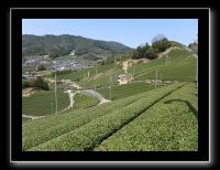 128 Wazuka les plantations de thé