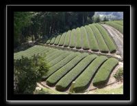 130 Wazuka les plantations de thé