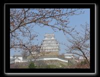 144 Himeji fleurs de cerisiers en boutons