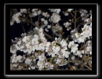 015 Osaka le chateau 