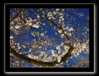 017 Osaka le chateau 