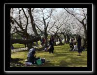 181 Okayama jardin Koraku-en 