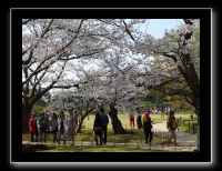 182 Okayama jardin Koraku-en 