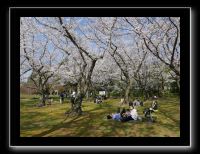 184 Okayama jardin Koraku-en 