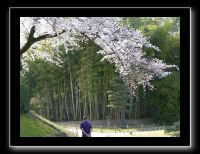 185 Okayama jardin Koraku-en 