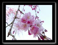 186 Okayama jardin Koraku-en 