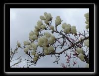 189 Nara dans le parc  magnolias