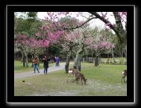 192 Nara dans le parc les cerisiers commencent à fleurir