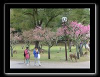194 Nara dans le parc les cerisiers