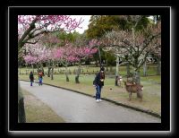 195 Nara dans le parc les cerisisers