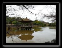 196 Nara étang Sagi Iké