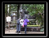 203 Nara Kasaga Taishe