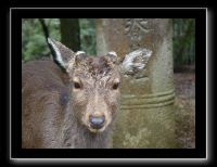 207 Nara Kasaga Taishe