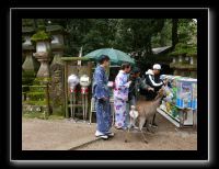 209 Nara Kasaga Taishe