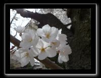 070 Osaka Shitenno-ji