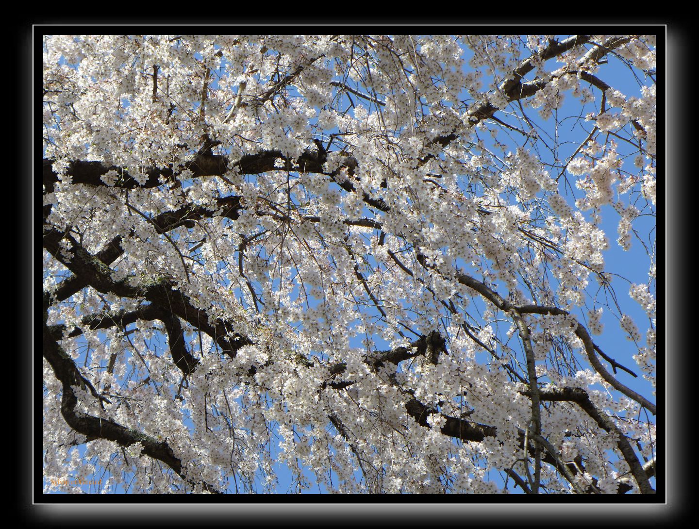 000 Sakura à Kyoto