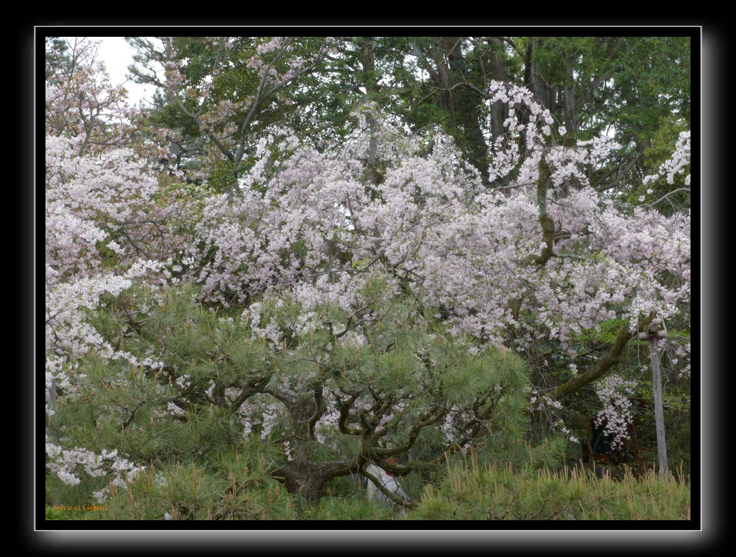 134 Kyoto Heian Jingu 