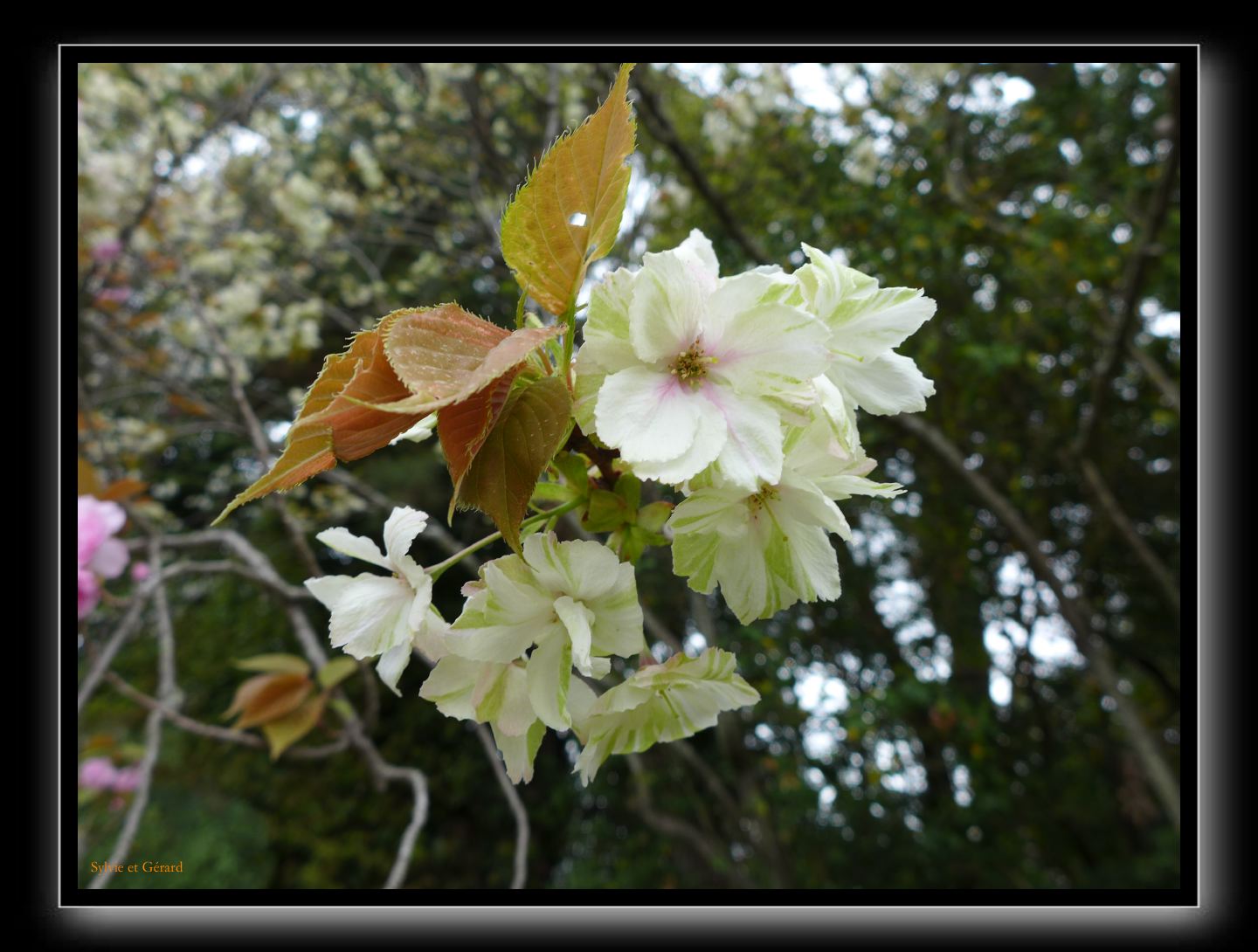 137 Kyoto Heian Jingu 