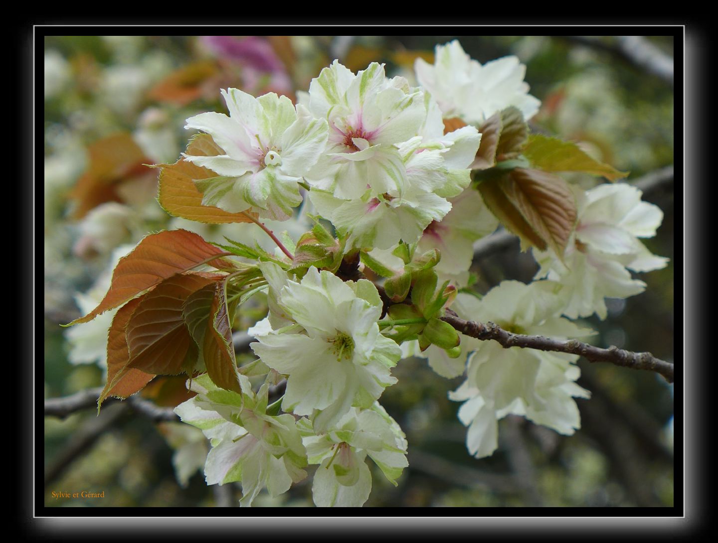 142 Kyoto Heian Jingu 