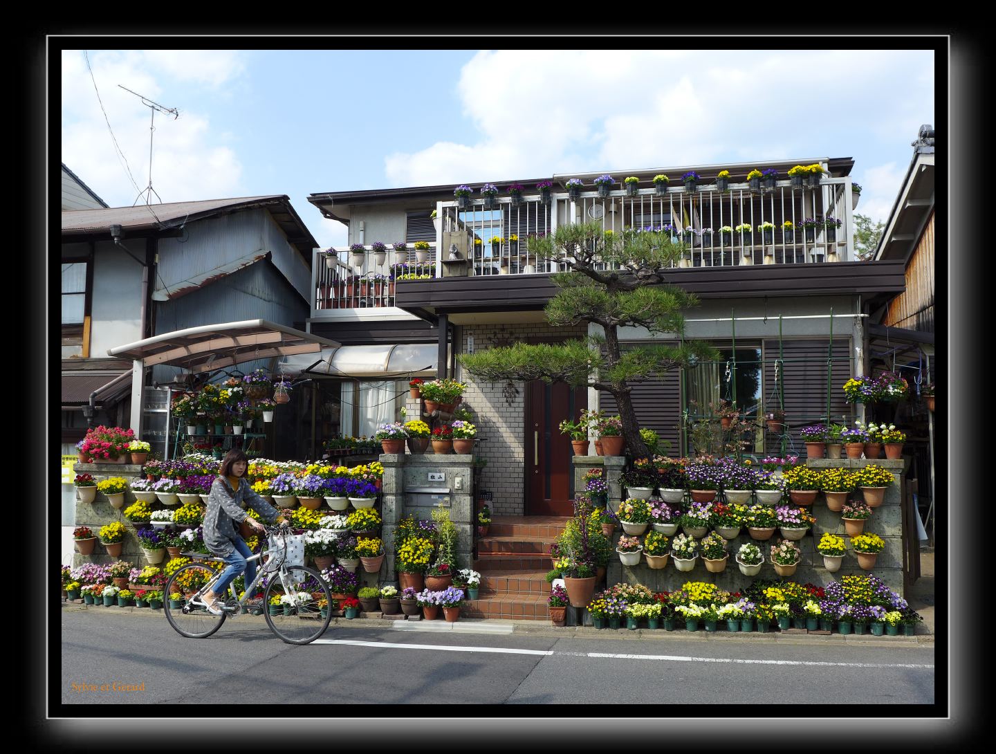 147 Kyoto Jardin Taizo-in Myoshin-ji  