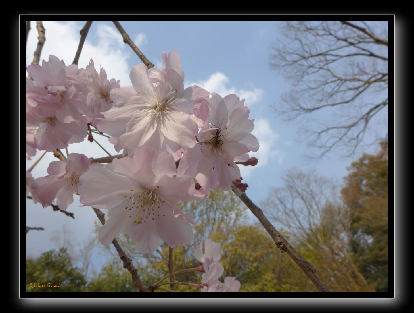 014 Kyoto Arashiyama Daikaku-ji 