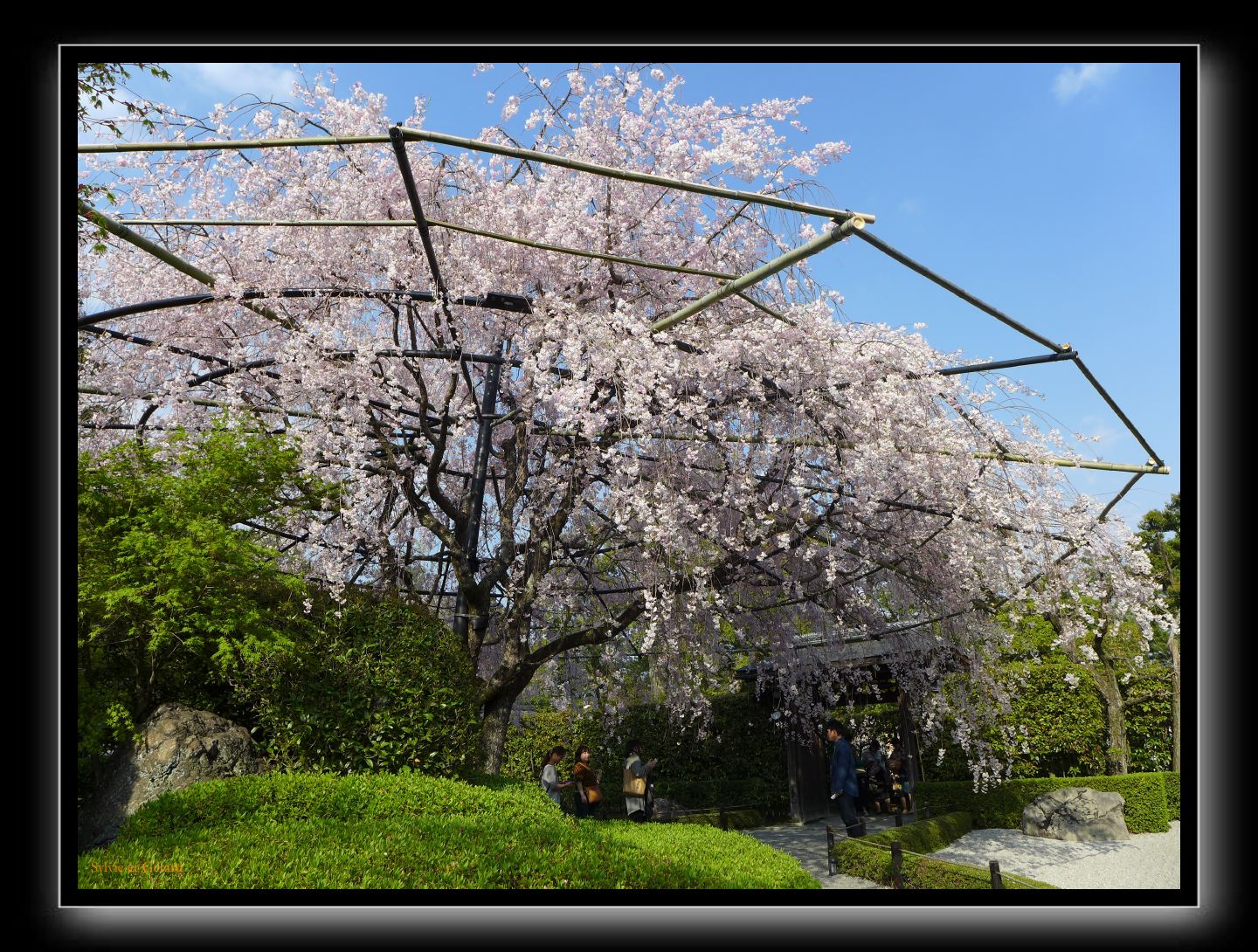 152 Kyoto Jardin Taizo-in Myoshin-ji 