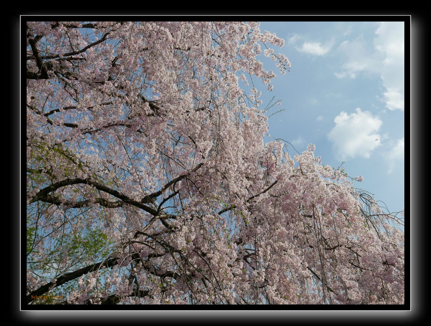 154 Kyoto Jardin Taizo-in Myoshin-ji 