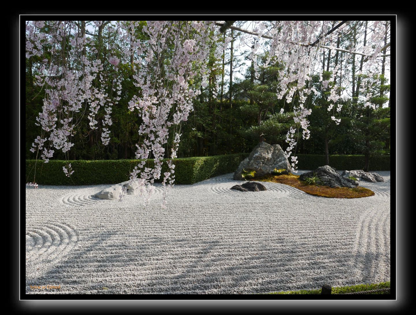 155 Kyoto Jardin Taizo-in Myoshin-ji 
