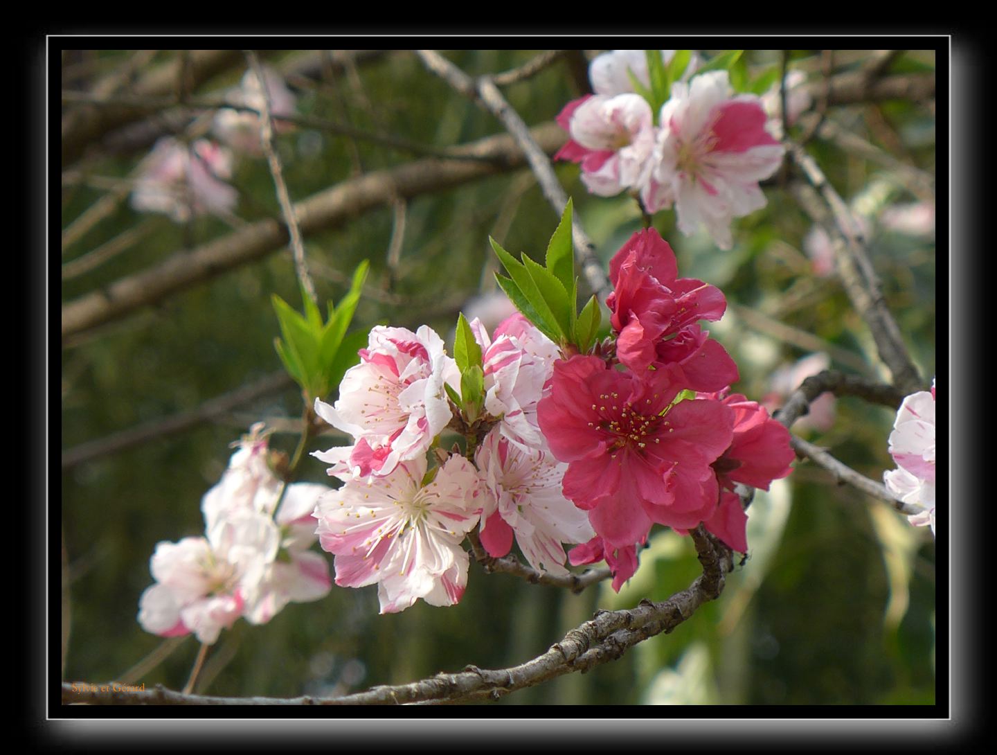 015 Kyoto Arashiyama Daikaku-ji  cerisier blanc et rose
