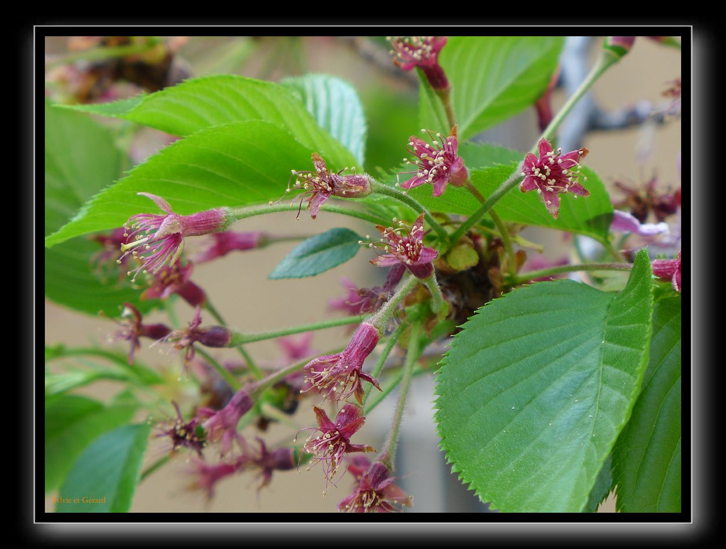 163 Kyoto Kiyamachi dori 