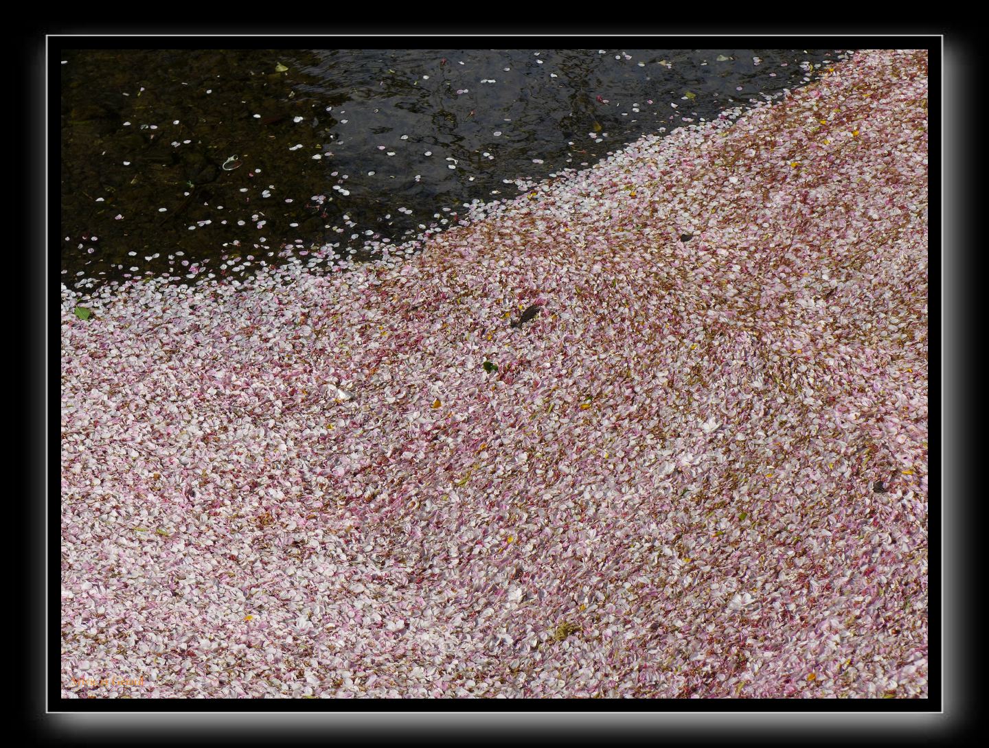 166 Kyoto Kiyamachi dori 