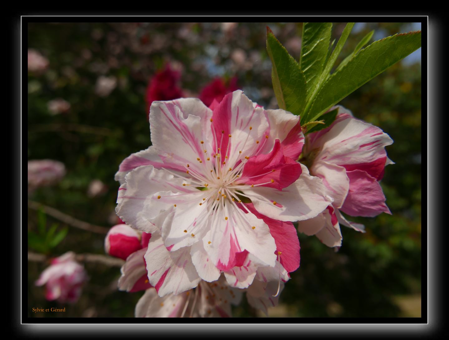 017 Kyoto Arashiyama Daikaku-ji 