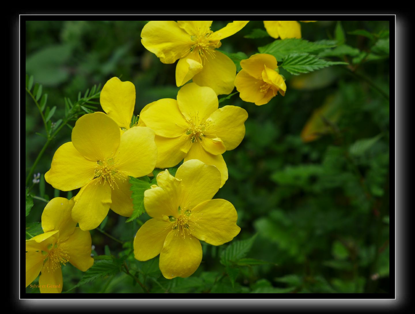 179 Kyoto Kiyomizudera 